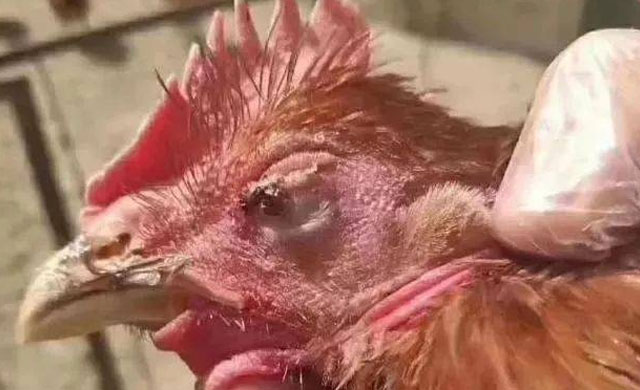 养殖鸡眼睛肿了是什么病怎么治疗,鸡眼睛瞎怎么治疗最好