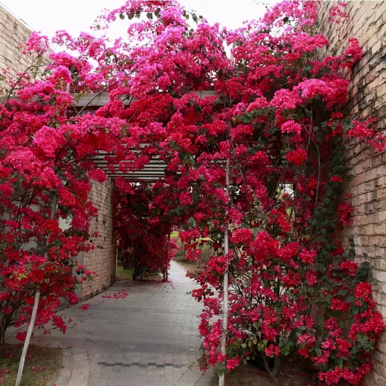 多头蔷薇爬藤一株能长多少,爬藤蔷薇一颗种子就是一株吗