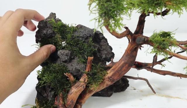 莫斯树到底好不好,莫斯树是什么