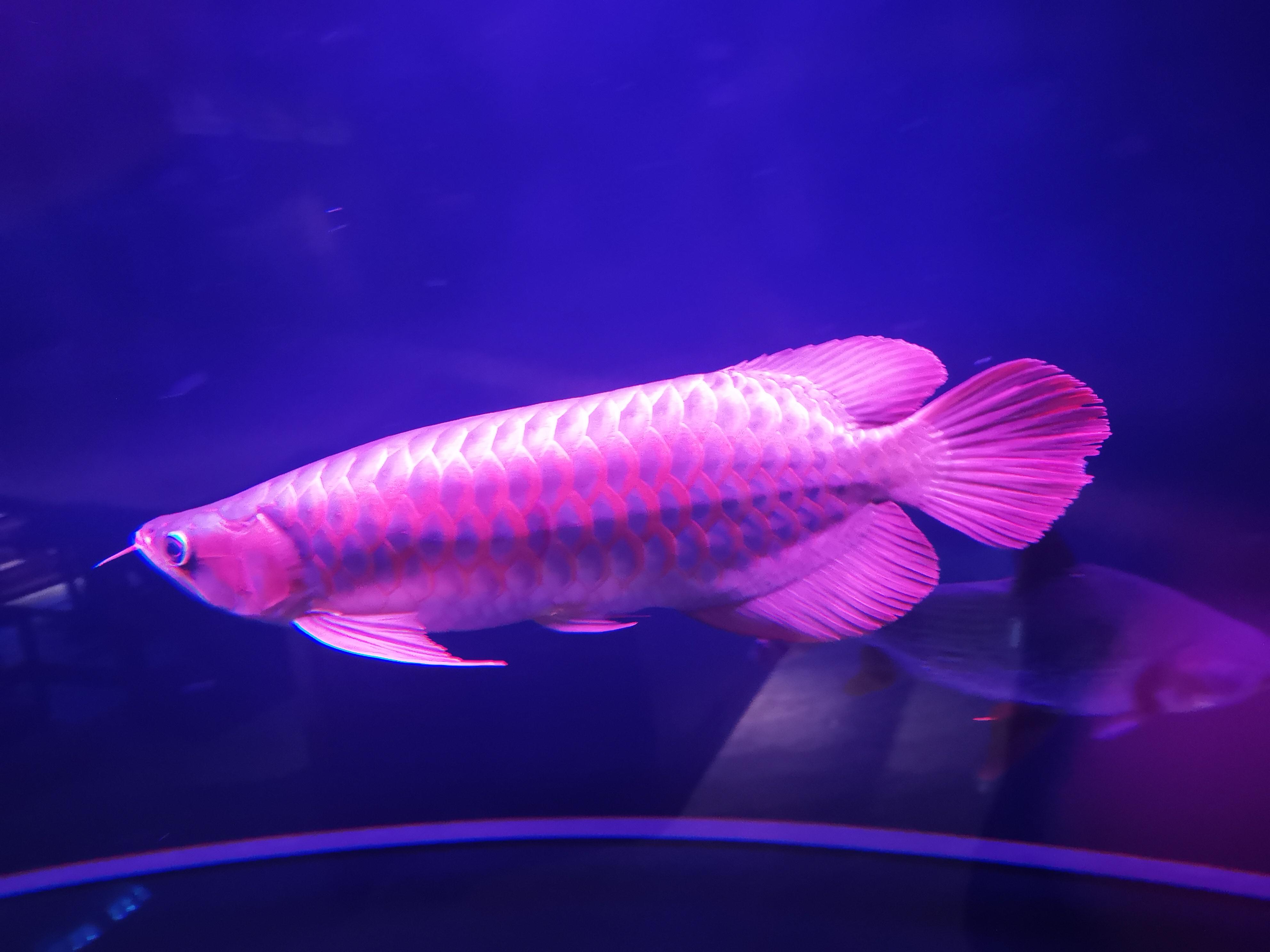 观赏鱼增色饲料配方,观赏鱼增体增色饲料用什么最好