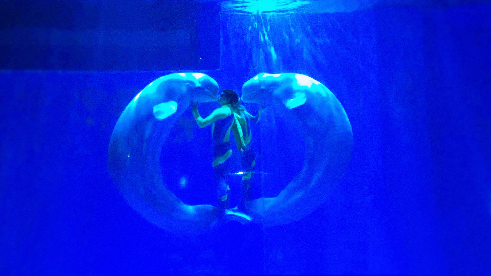 国内值得去的海洋世界,令人惊艳的海洋世界