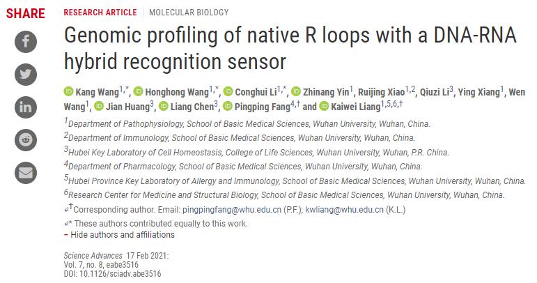 科学发展｜武汉大学开发新的方法，更好地检测R环在基因组的形成