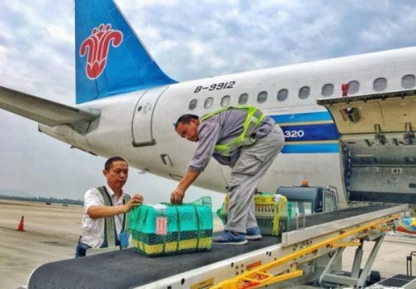 怎么运输狗狗,快递如何运送宠物狗