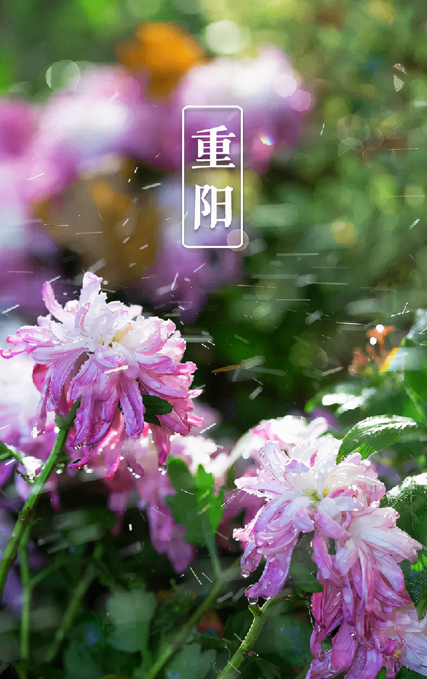 有关重阳节的诗句15篇,10首关于重阳节的诗词欣赏