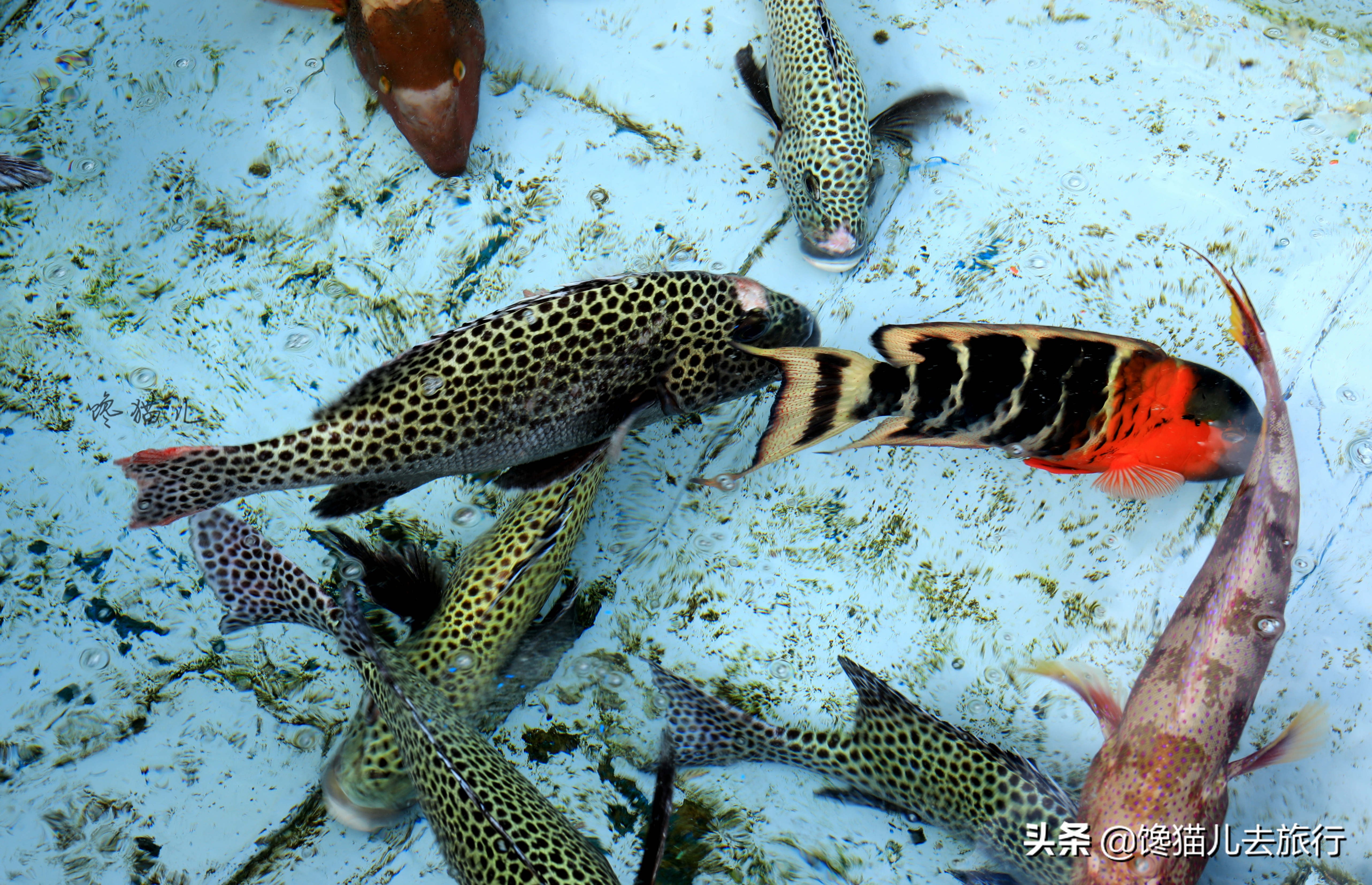 越南侵占西沙群岛的岛屿有哪些,西沙群岛中国公民才能去的海岛