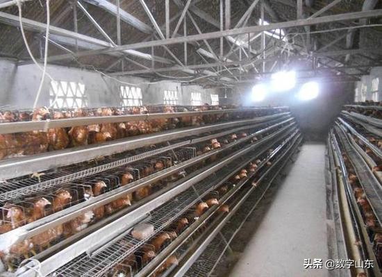 山东青岛莱西市九联肉鸡厂位置,青岛莱西市九联鸡厂流水线视频