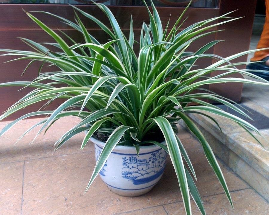 花盆里有白色小虫子还不怕水,花盆里有小虫子