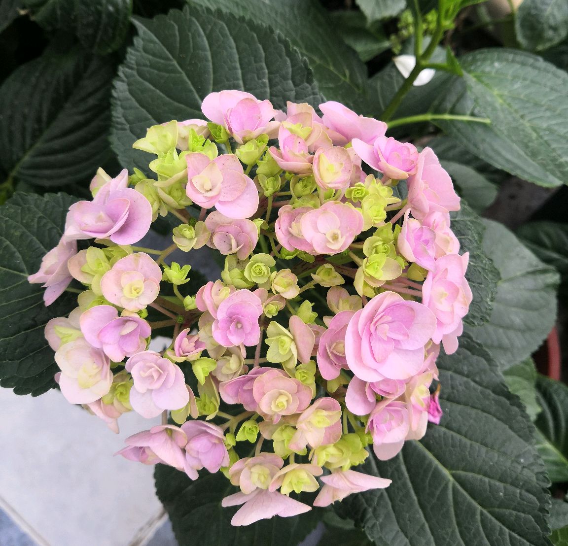 绣球花盆栽叶片枯,绣球黄叶缺铁浇什么肥