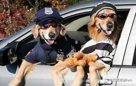 狗狗晕车呕吐怎么办,狗狗晕车几天恢复