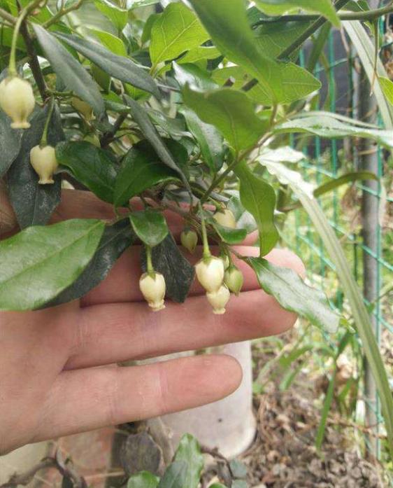 金弹子开花授粉时间,金弹子开花初期如何养护和管理