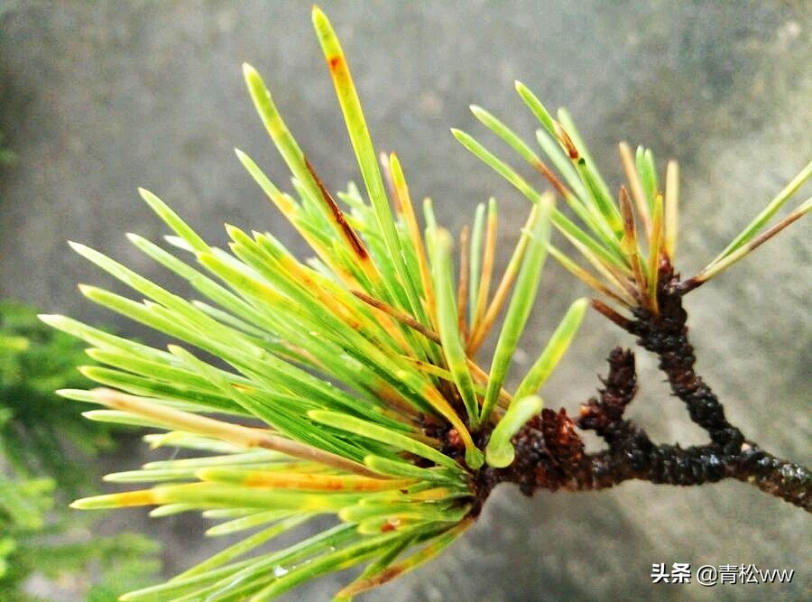 盆景植物烂根了怎么补救,盆景黄叶的处理方法