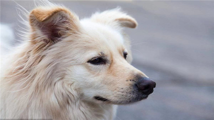 狗狗经常刨地怎么回事,狗狗频繁刨地