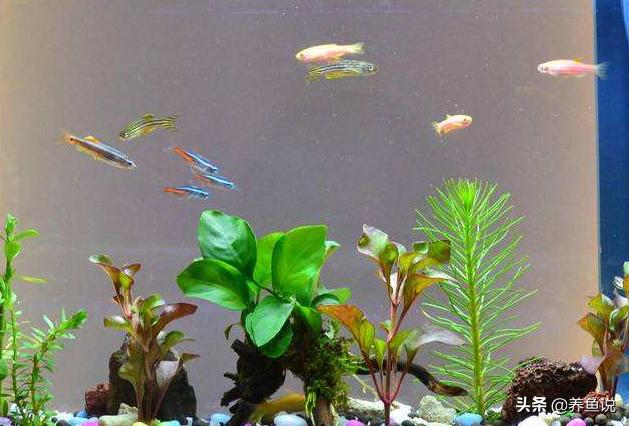 观赏鱼缺氧跟鱼缸的水质有关系吗,鱼缸里的鱼缺氧了怎么办