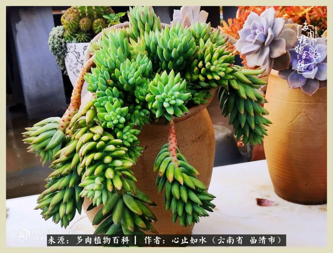 感谢陪伴感恩所有的遇见,让每个人都能感受到多肉的美好