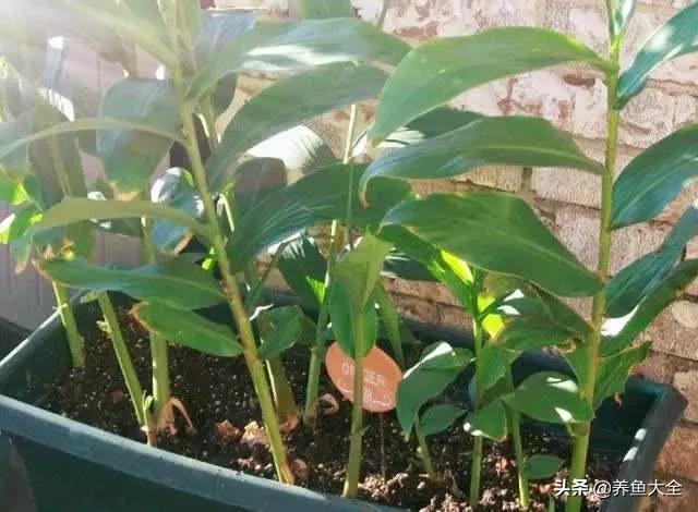 花盆里埋一块生姜，3个月长出小姜崽，1盆结2斤吃不完