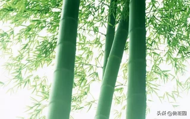 竹集成材,竹集成材料