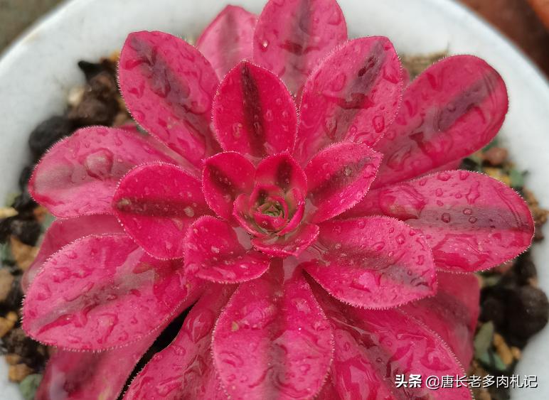 多肉叶插叶片看不到生长点,多肉叶插爆根没爆芽需要浇水吗