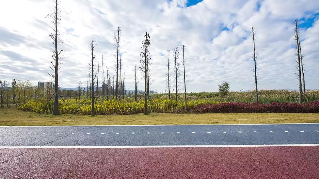 免费+湿地公园+花海栈道…珠澳市民新的休闲好去处
