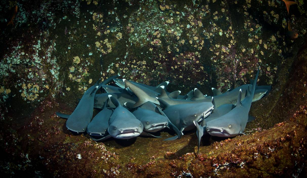 如果见过鲨鱼的家，你还会不会吃鱼翅？