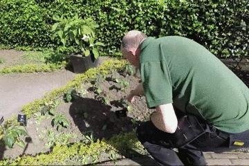 世上最毒的花园,最毒的花园有多可怕