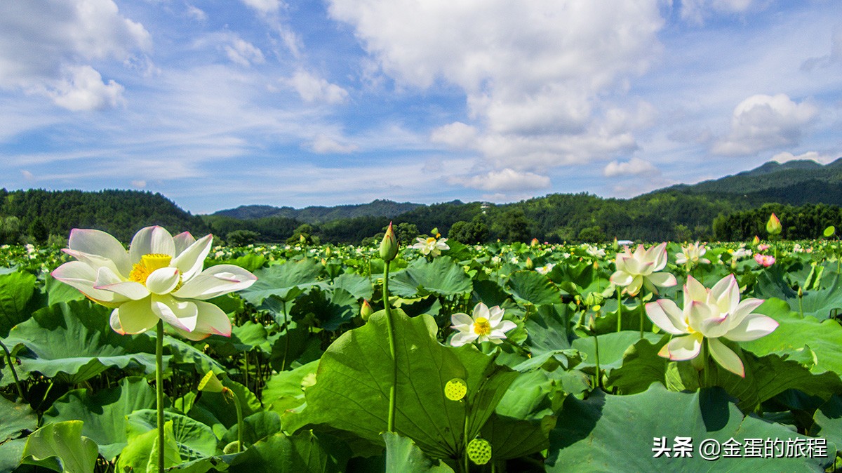全国最大的荷花养殖基地,中国最大荷花园