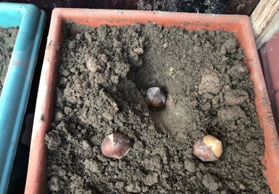 适合北方的球根植物,适合北方室内的种球