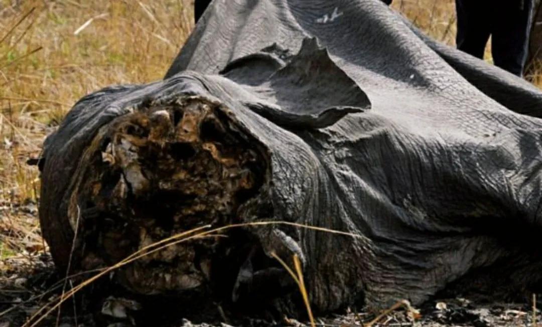 为什么要偷大象的象牙,为什么偷象牙需要杀死大象