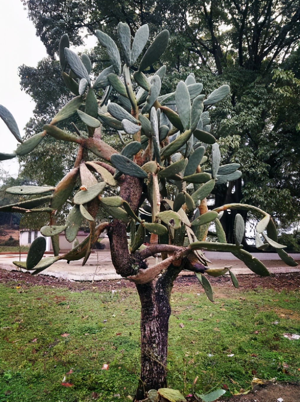 院子里种棵“仙人树”，花开香气飘飘，果熟收获满满