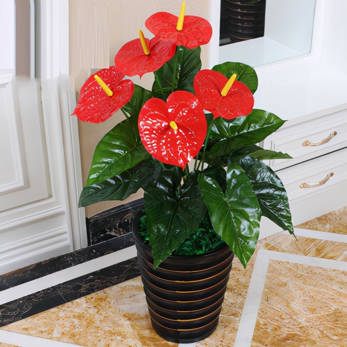 如何选择家中花卉植物盆栽,家庭常见的盆栽花卉的养护与管理