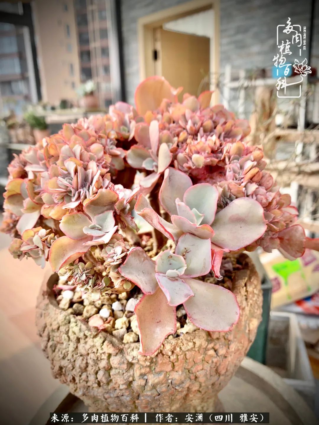 小仙女的阳台多肉,绝美多肉阳台