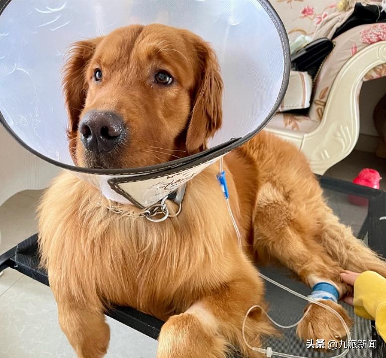 金毛空运改陆运结局,金毛空运转陆运