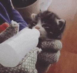 粘人的小奶猫,小奶猫守着铲屎官做作业