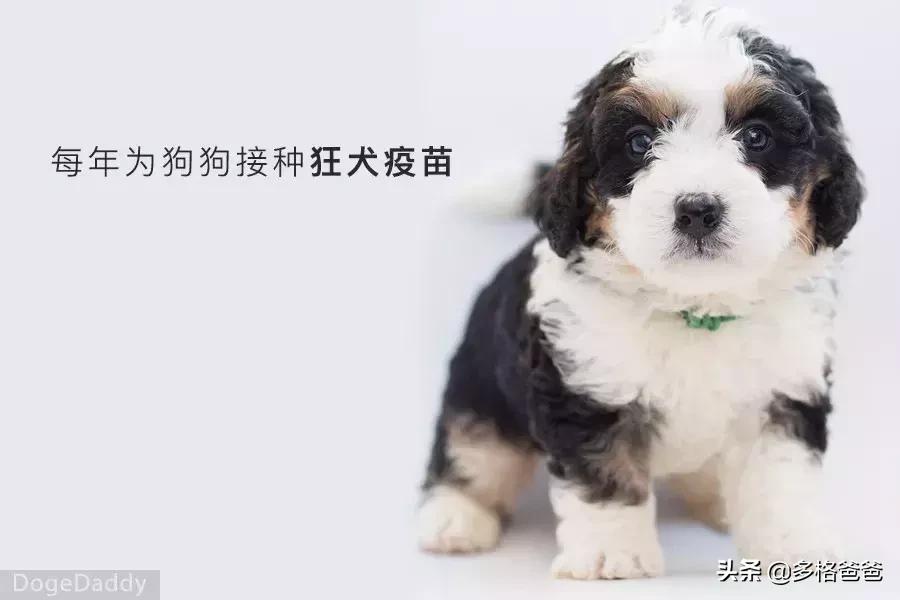 被狂犬病的狗舔一下会得病吗,狗舔过的东西狂犬病毒能存活多久