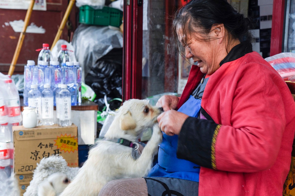 泰迪走失2天,泰迪走失后坐在原地