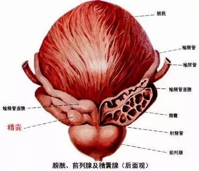 男性小腹痛吃什么消炎药,小腹痛男性坐着就没事了