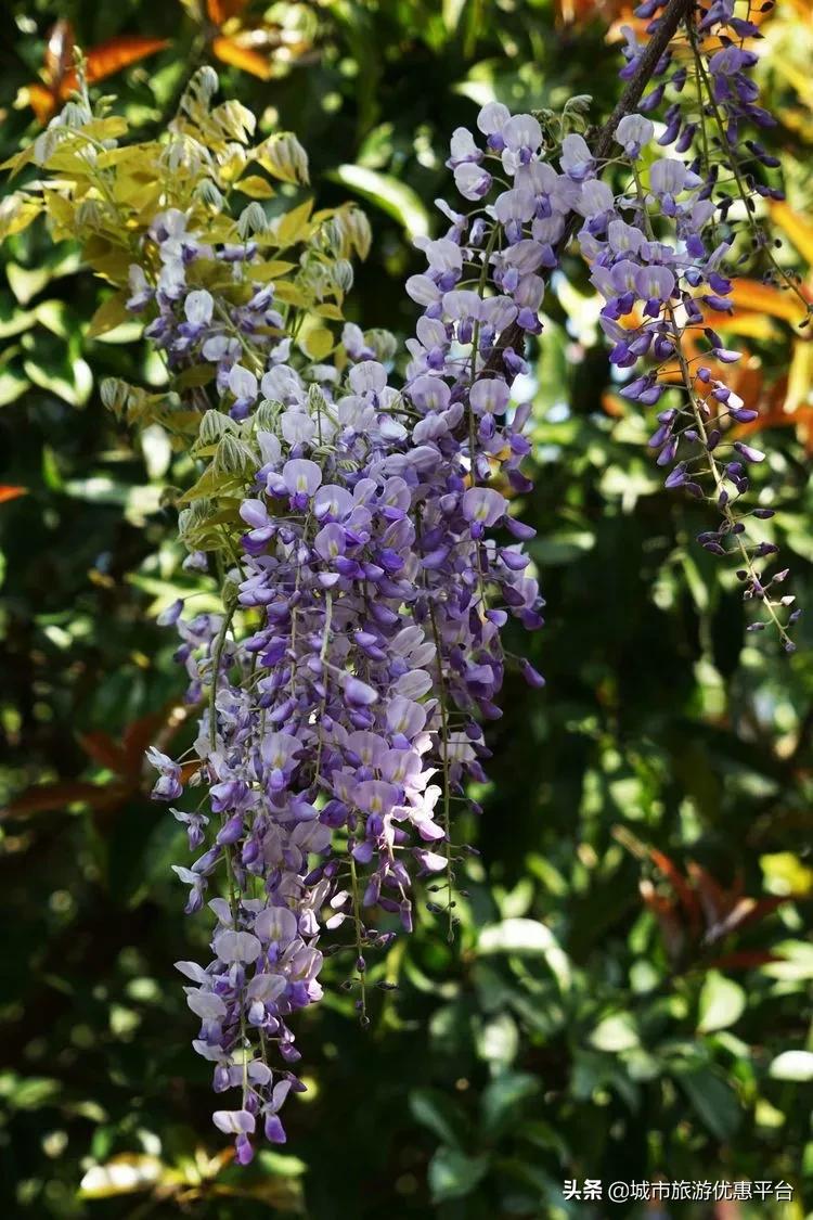 紫藤挂云木花蔓宜阳春下一句,紫藤挂云木花蔓宜阳春整首诗