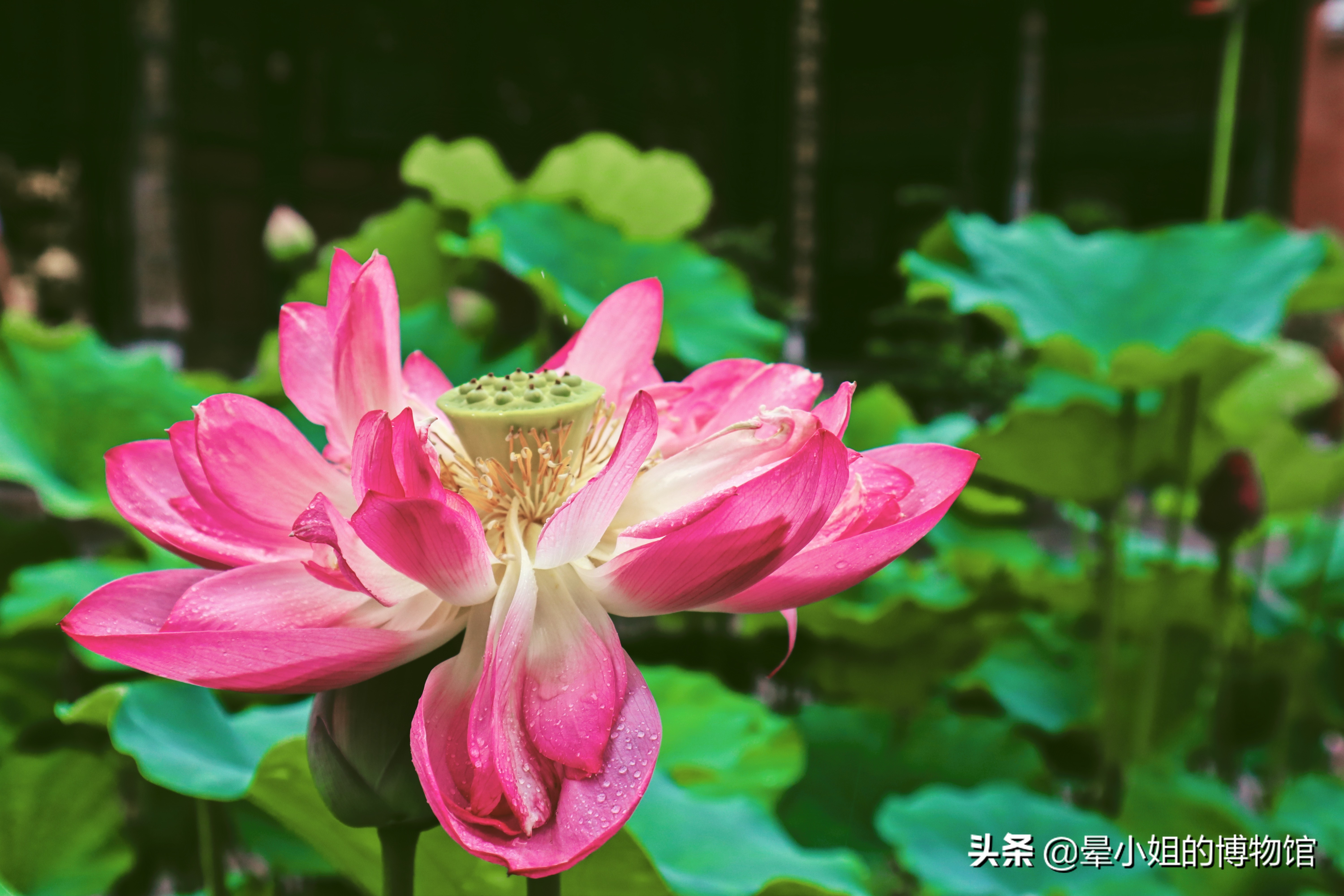 文殊院禅林圣迹,中国四大禅林文殊院