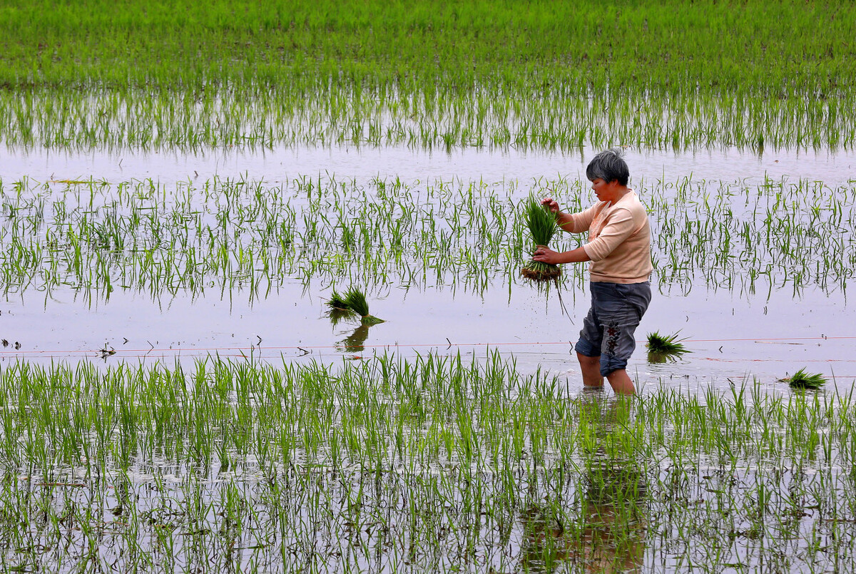 农村插秧干农活真实生活,农村插秧的真实生活