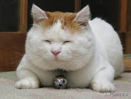 猫咪每天吃多少猫粮公式,辟谣猫咪食物