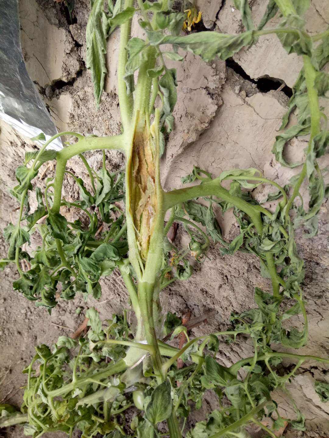 番茄青枯病和溃疡性髓部坏死区别,番茄髓部坏死病发生规律图片