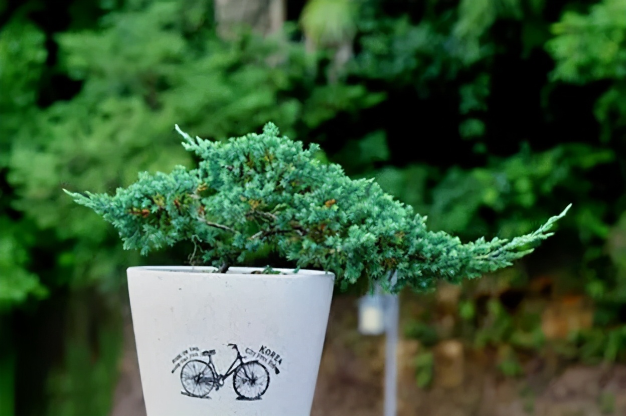 盆景地柏叶片怎么造型,造型盆景怎么养护