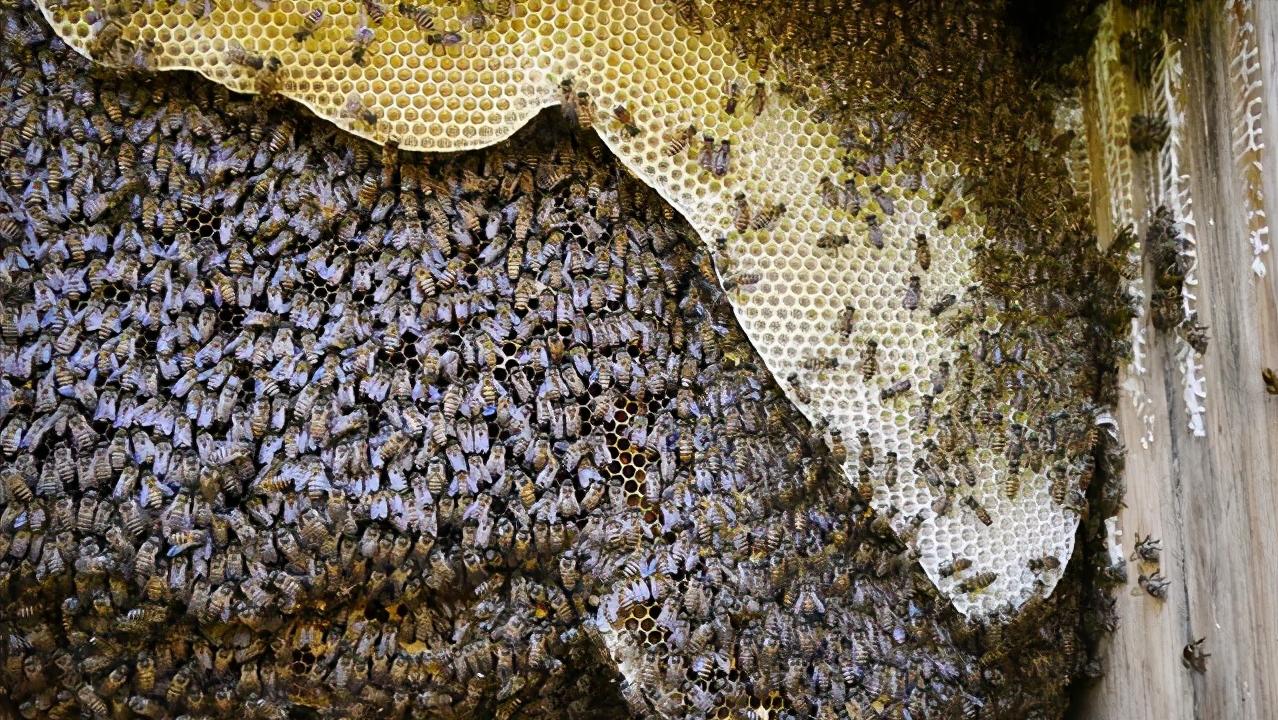 野外蜜蜂如何收蜜,野外蜜蜂怎么收最快