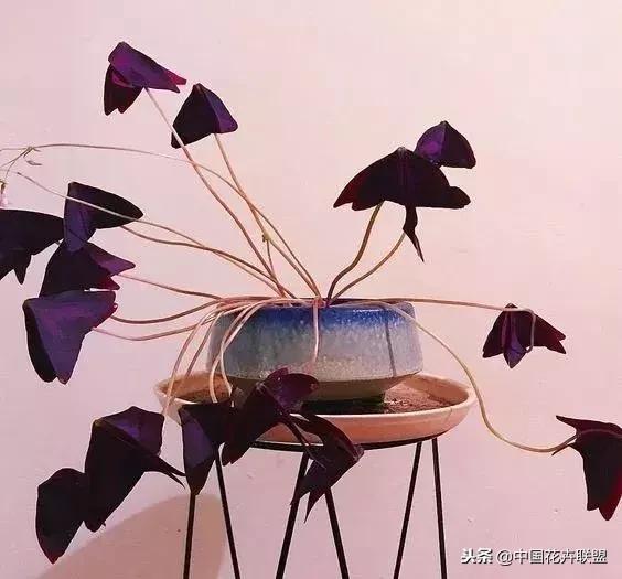 打翻了调色盘的花,打翻了调色盘的美景