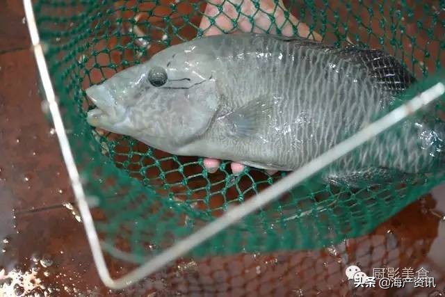 这些诱人的美食你吃过吗,世界上顶级海鲜大全你吃过几种