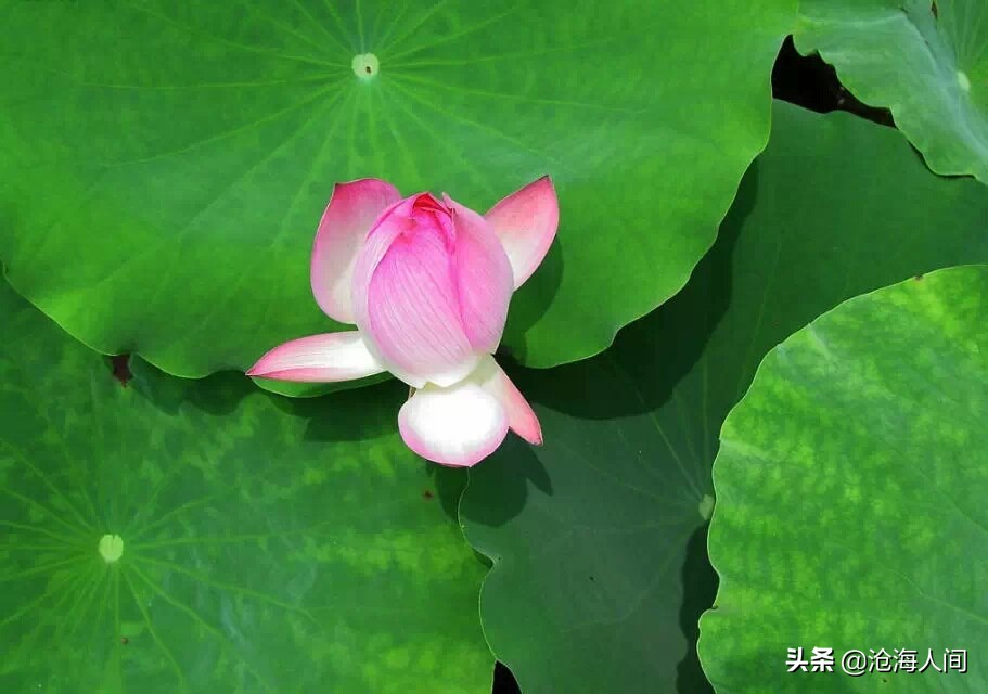 写荷花的诗词有多少,禅意荷花的诗词