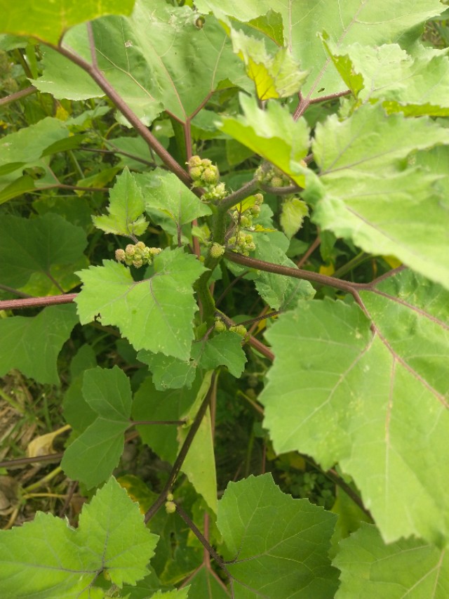 苍耳的别名,苍耳子又叫啥