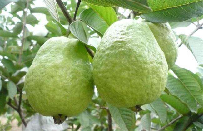 桃金娘科树番樱属代表植物,赤楠桃金娘科蒲桃属植物