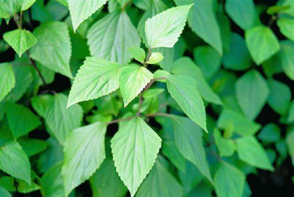 入侵我国野草,农村野草其实是中草药