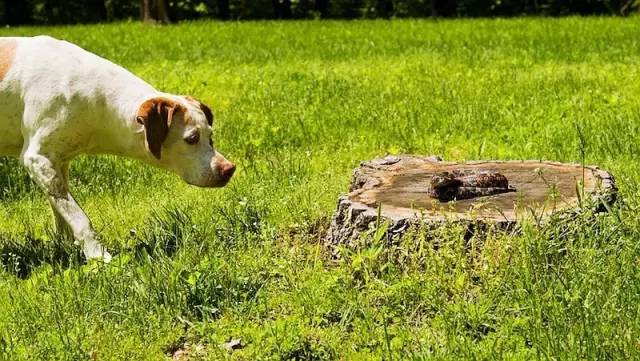 狗狗常见的意外事故及急救方法,狗狗意外伤人怎么治疗
