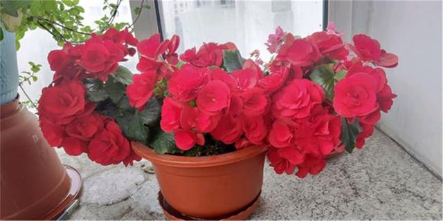 丽格海棠花谢后还能接着开花吗,丽格海棠光长新芽不开花是为什么